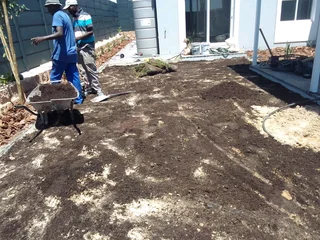 Roll on lawn Lm Berea grass