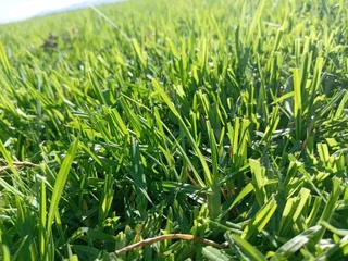 Roll on lawn Kikuyu grass