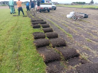 Roll on lawn Kikuyu grass