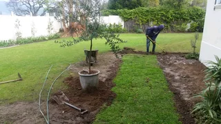 We do supply and installa buffalo grass