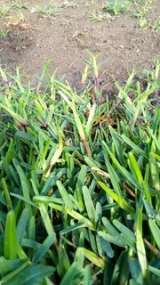 Supply and installa buffalo grass