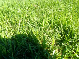 Green and installa off roll on lawn Kikuyu grass