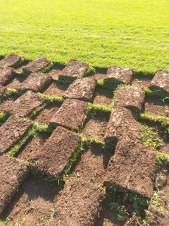 Roll on lawn Kikuyu grass