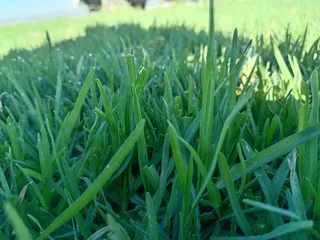 Lm Berea grass and buffalo grass