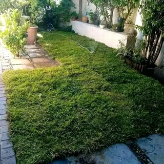 Roll on lawn Kikuyu grass