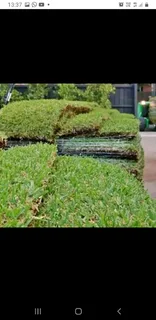 Roll on lawn Kikuyu grass