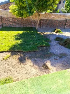 We do have stock of. Cyndone grass and/  Lm Berea grass