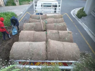 We do have stock of. Cyndone grass and/  Lm Berea grass