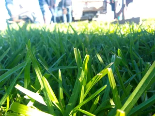 Delivery or installa buffalo grass