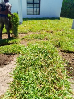 Delivery or installa buffalo grass