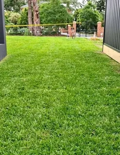 Kikuyu grass that is best growing for the full sun