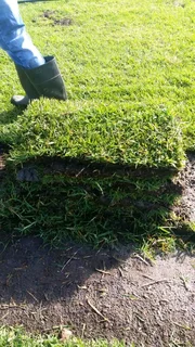 Kikuyu grass that is best growing for the full sun