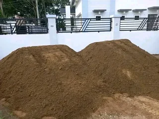 Kikuyu grass that is best growing for the full sun