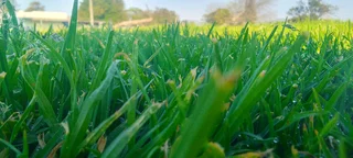 Kikuyu grass that is best growing for the full sun