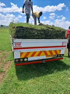 Roll on lawn buffalo grass