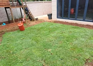 Roll on lawn buffalo grass