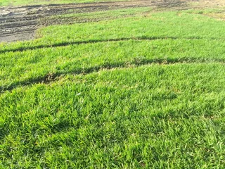 Roll on lawn buffalo grass