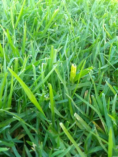 Delivery and installa off national green grass weed free