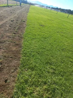 Roll on lawn Lm Berea grass