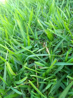 Roll on lawn Lm Berea grass