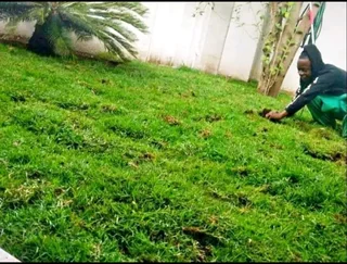 Roll on lawn Lm Berea grass