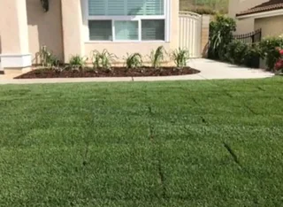 Roll on lawn Lm Berea grass