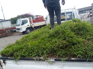 We do supply call type of national grass