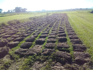 We do supply call type of national grass