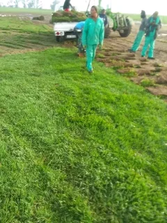 We do supply and installa call type of roll on lawn Lm Berea grass and buffalo grass