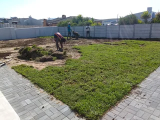 Fresh and green national grass