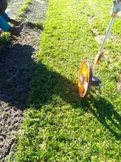 Fresh and green national grass