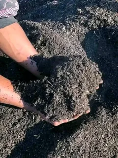 Fresh and green national grass