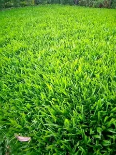 Professionals With Immense Experience In Installation & Laying National Grass