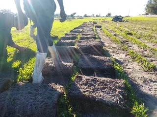 PROFESSIONALS WITH IMMENSE EXPERIENCE IN INSTALLATION &amp; LAYING NATIONAL GRASS