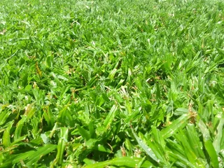 Delivery or installa call type of national green grass