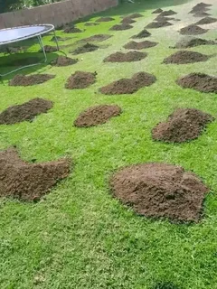 Roll on lawn Kikuyu grass