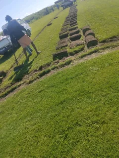 Delivery or installa call type of roll on lawn grass