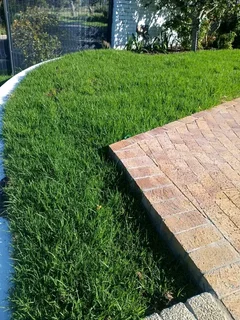 GREEN AND FRESH GRASS STRAIGHT FROM THE FARM  WhatsApp number 0672707801 PROFESSIONALS WITH IMMENSE