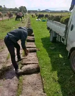 GREEN AND FRESH GRASS STRAIGHT FROM THE FARM  WhatsApp number 0672707801 PROFESSIONALS WITH IMMENSE