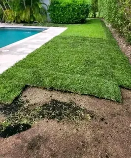 We do supply and installation off buffalo grass and Kikuyu grass