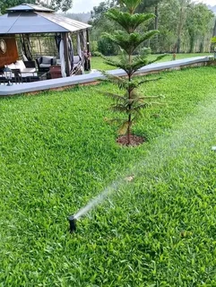 Green And Fresh Grass Straight From The Farm  Whatsapp Number 0672707801