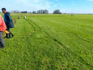 GREEN AND FRESH GRASS STRAIGHT FROM THE FARM  WhatsApp number 0672707801