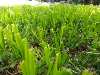 Supply and installa Lm Berea grass