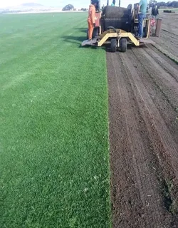 Roll on lawn Lm Berea grass