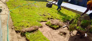 Supply and installa off LM Berea grass