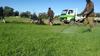 We supply and installa buffalo grass and Kikuyu grass