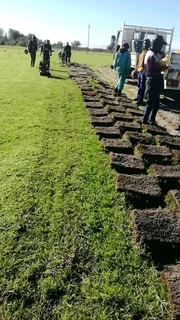 We supply and installa buffalo grass and Kikuyu grass