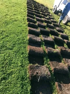 We supply and installa buffalo grass and Kikuyu grass