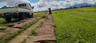 Supply and installa Lm Berea grass