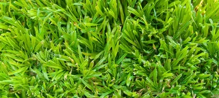 Supply and installa Lm Berea grass
